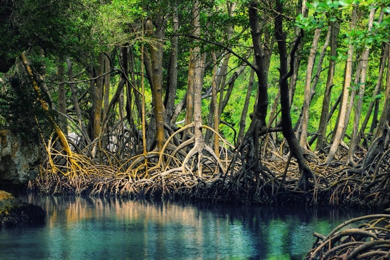 Hutan Mangrove Bagas Godang